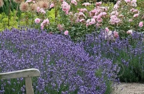 Растение Лаванда узколистная Dwarf Blue (Р9) - фото 3 Растение Лаванда узколистная Dwarf Blue (Р9) - фото 3