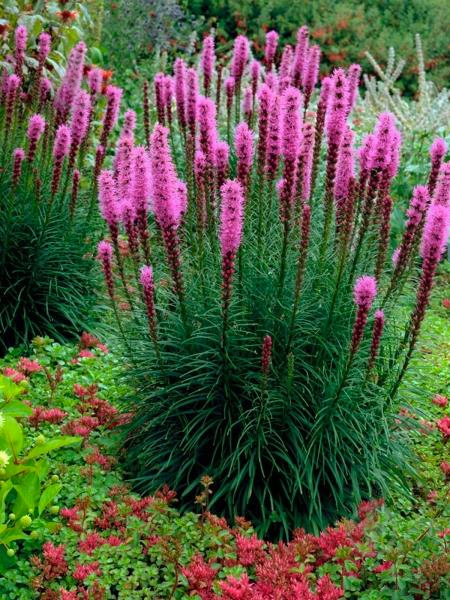 Растение Лиатрис колосовый Floristan Violet (С1) - фото 3