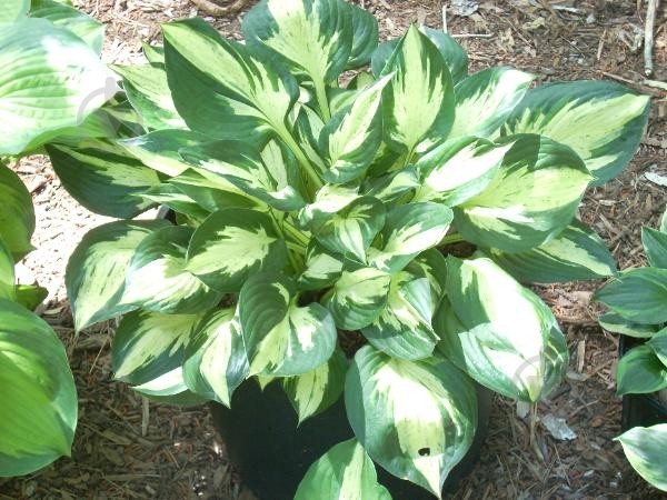Растение Хоста 'Revolution' (С2) - фото 3 Растение Хоста 'Revolution' (С2) - фото 3