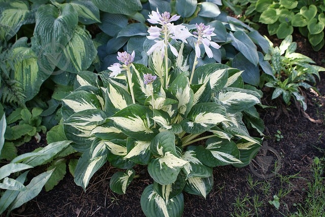 Растение Хоста 'Revolution' (С2) - фото 1 Растение Хоста 'Revolution' (С2) - фото 1