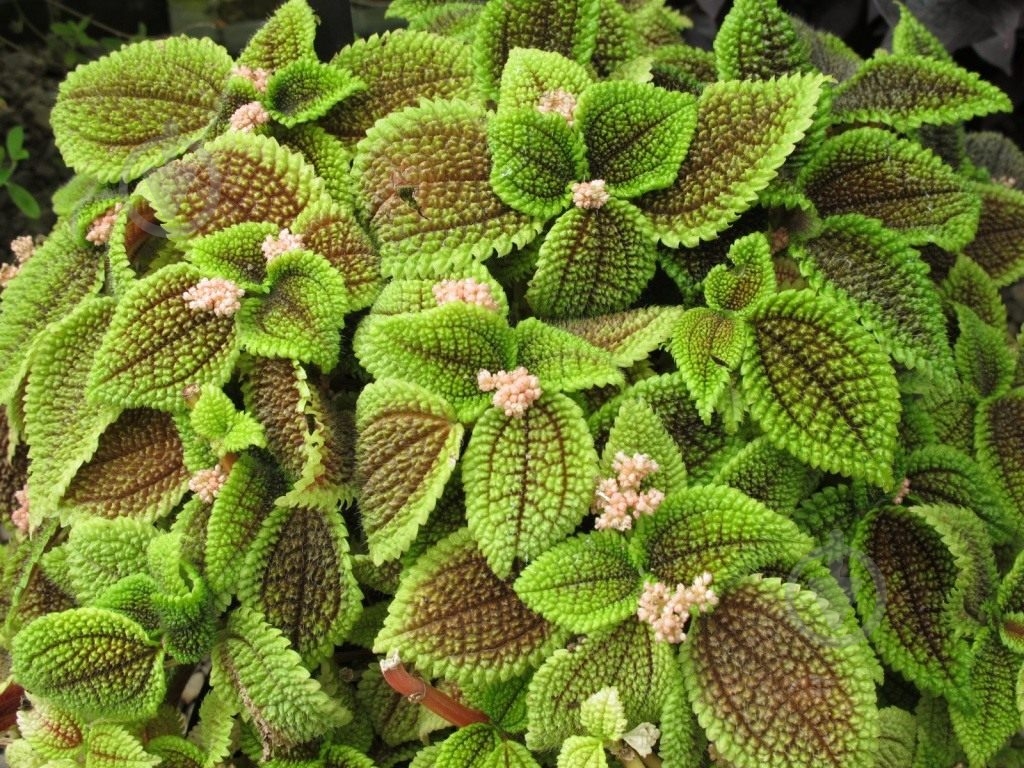 Рослина Пілея d23 - фото 2 Рослина Пілея d23 - фото 2