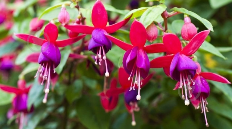 Растение Фуксия гибрида d12 - фото 2