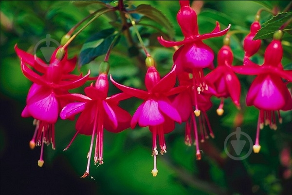 Растение Фуксия гибрида d12 - фото 1