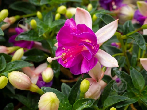 Растение Фуксия гибрида d12 - фото 3