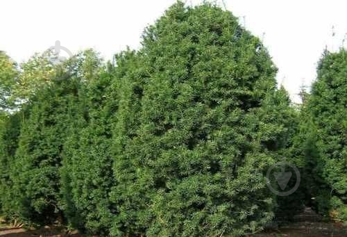 Саджанець MegaPlant Тис середній Hicksii 25-35 см С2 - фото 2 Саджанець MegaPlant Тис середній Hicksii 25-35 см С2 - фото 2