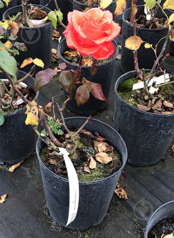 Роза парковая MegaPlant в ассортименте C4 - фото 3