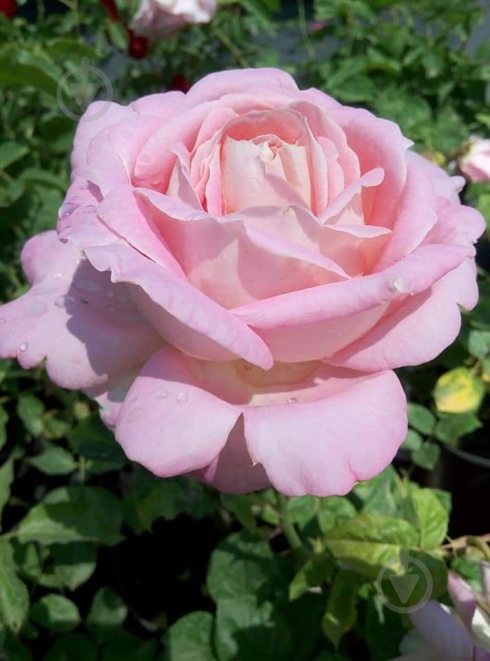 Роза парковая MegaPlant в ассортименте C4 - фото 4