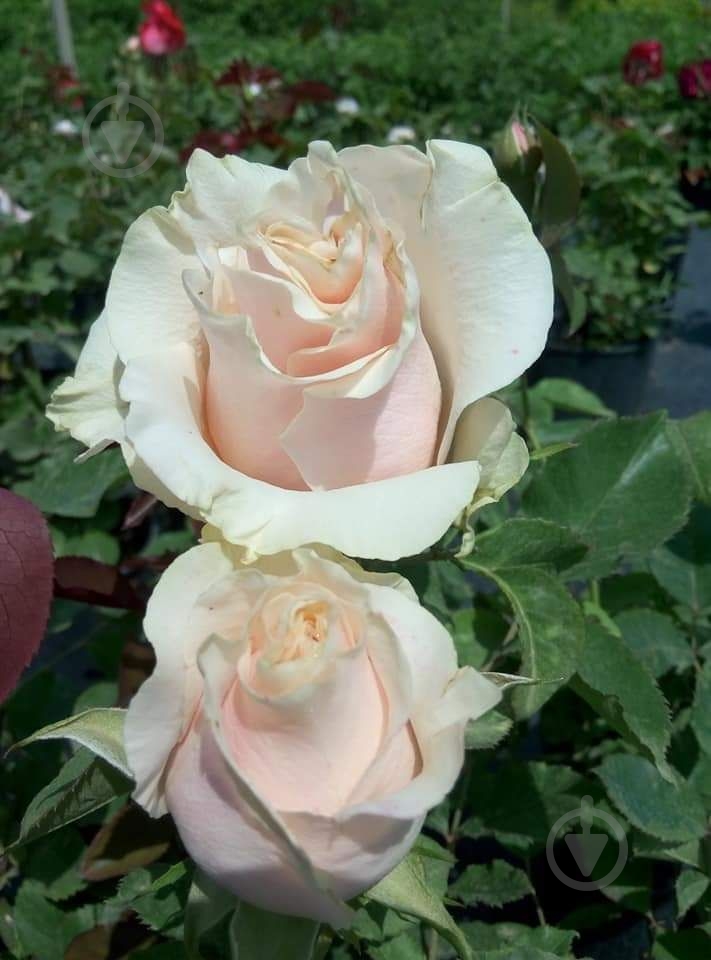 Роза парковая MegaPlant в ассортименте C4 - фото 9