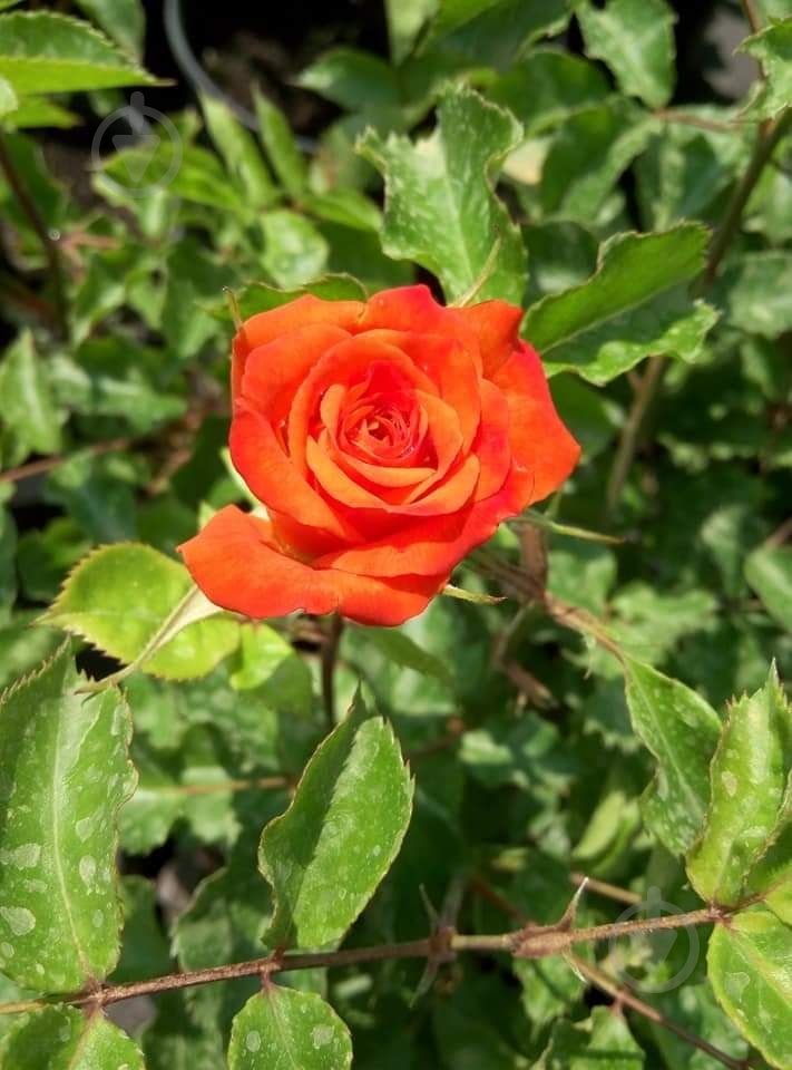 Роза парковая MegaPlant в ассортименте C4 - фото 6