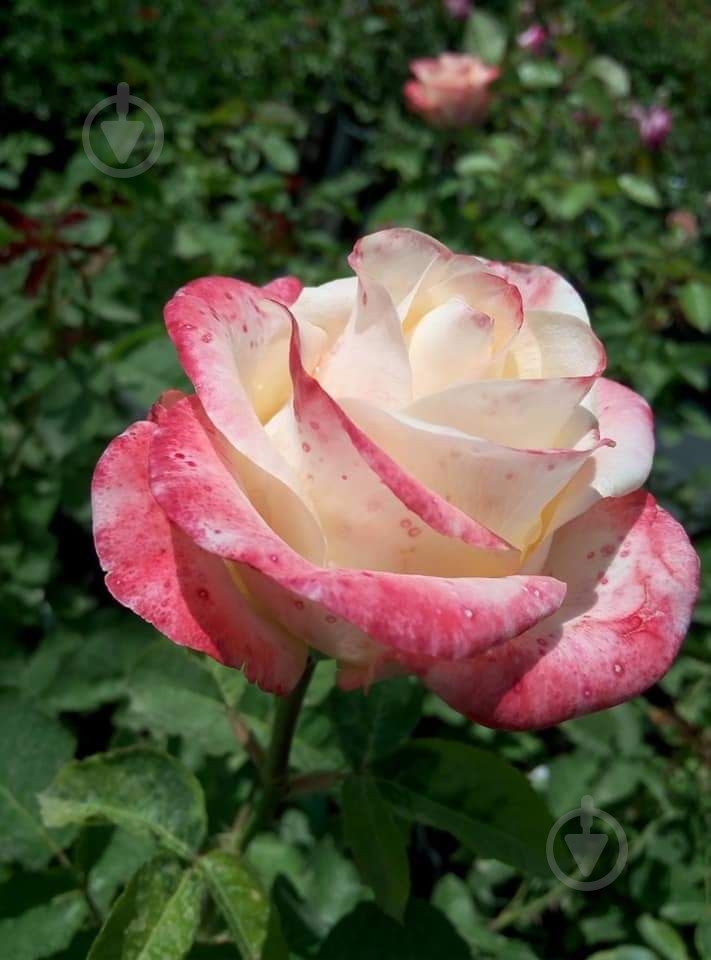 Роза парковая MegaPlant в ассортименте C4 - фото 7