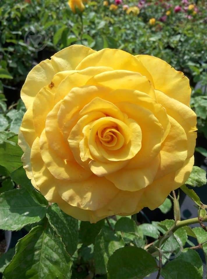 Роза парковая MegaPlant в ассортименте C4 - фото 8