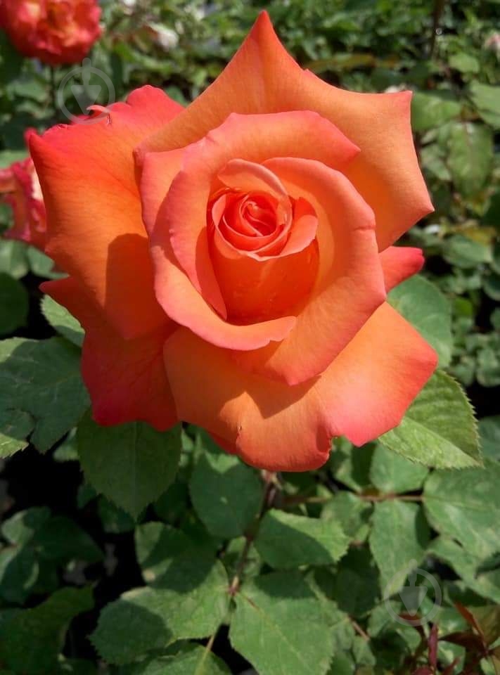 Роза парковая MegaPlant в ассортименте C4 - фото 5