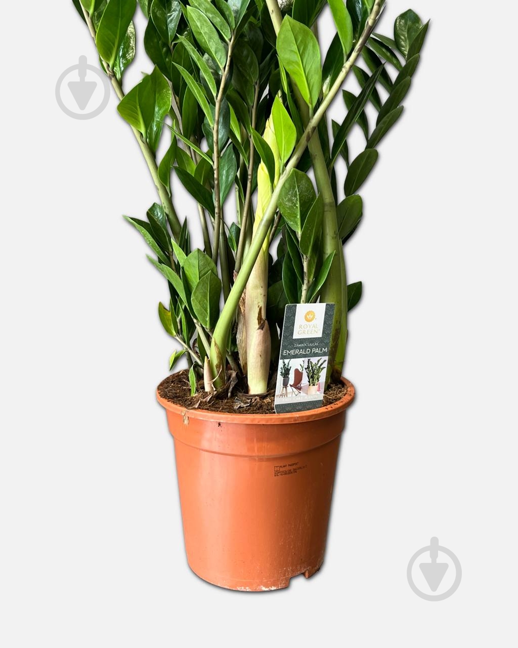 Растение Замиокулькас d19/h80+ - фото 2 Растение Замиокулькас d19/h80+ - фото 2