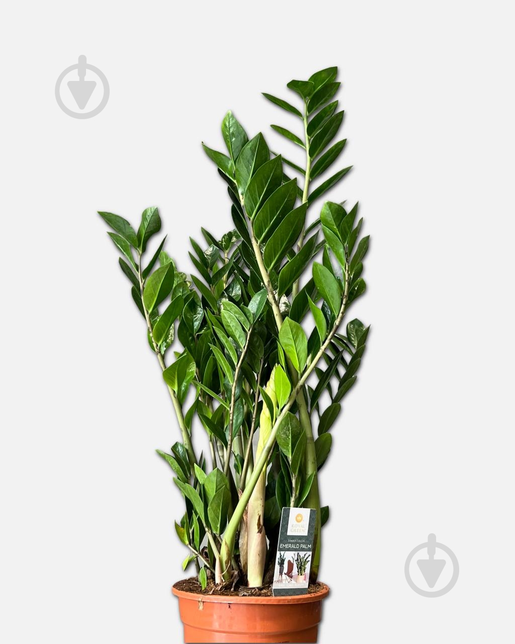 Растение Замиокулькас d19/h80+ - фото 3 Растение Замиокулькас d19/h80+ - фото 3