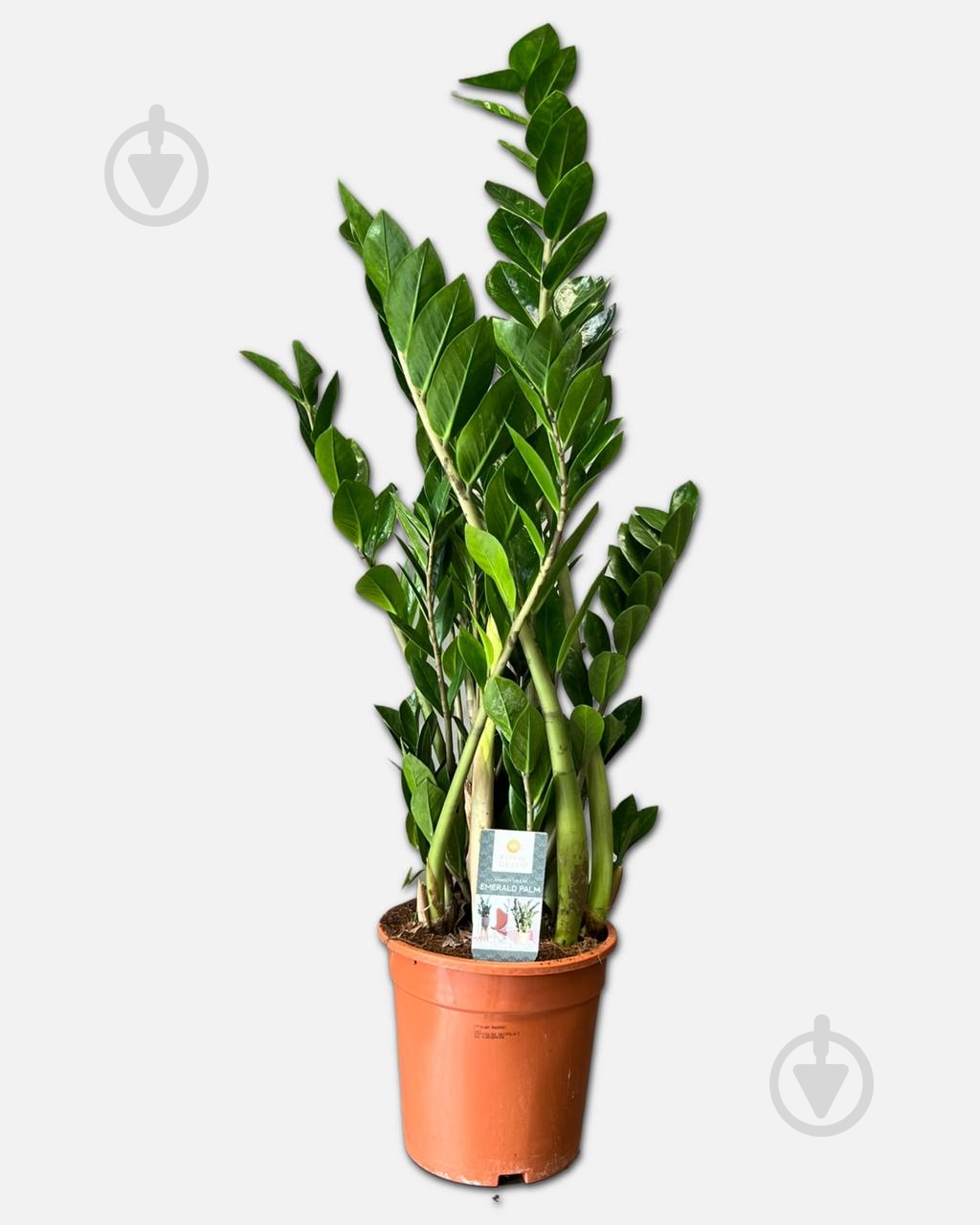 Растение Замиокулькас d19/h80+ - фото 1 Растение Замиокулькас d19/h80+ - фото 1