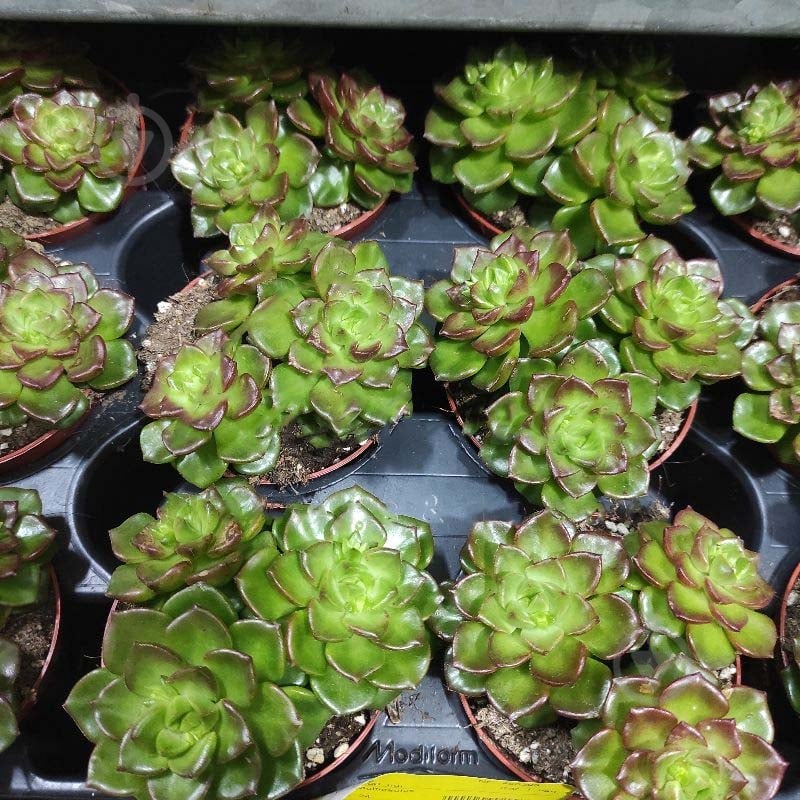 Растение Эхеверия 8х10 Multicaulus - фото 1