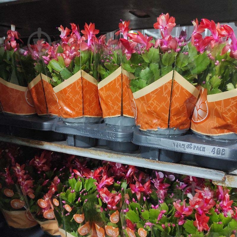 Растение Шлюмбергера 13х30 микс - фото 1