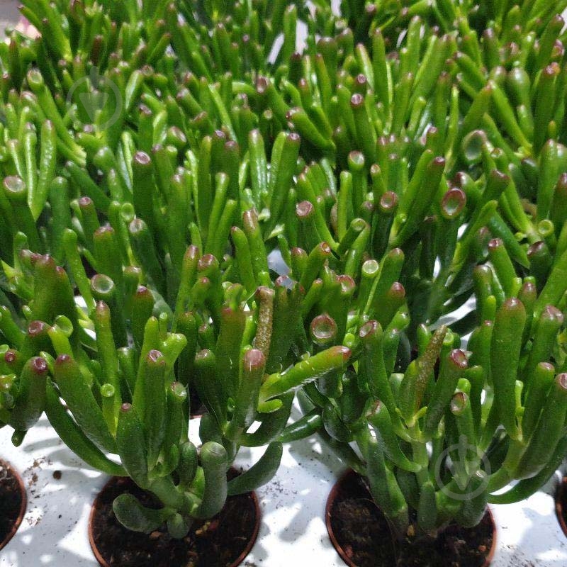 Растение Крассула 7х17 Hobbit - фото 1