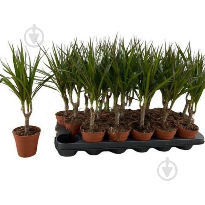 Растение Драцена 9*35 Marginata 1 ствол - фото 1