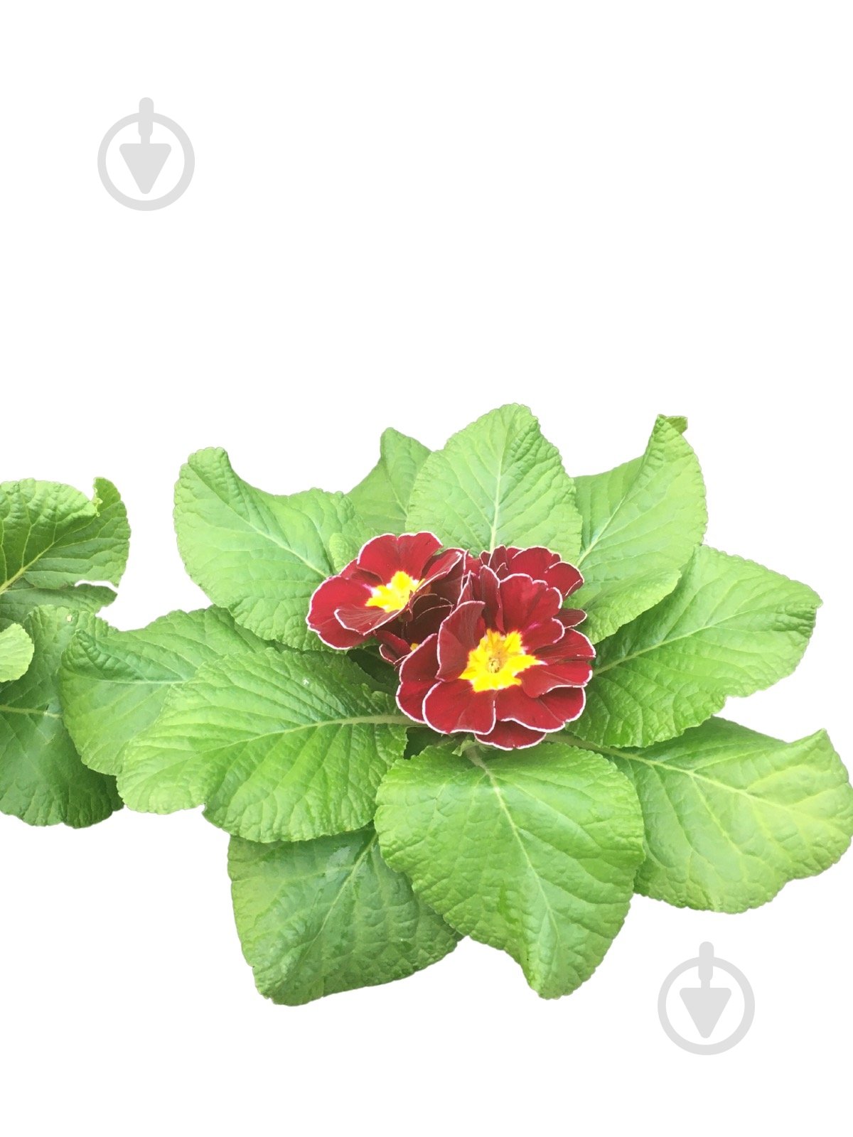 Растение комнатное Примула вульгарис - фото 6