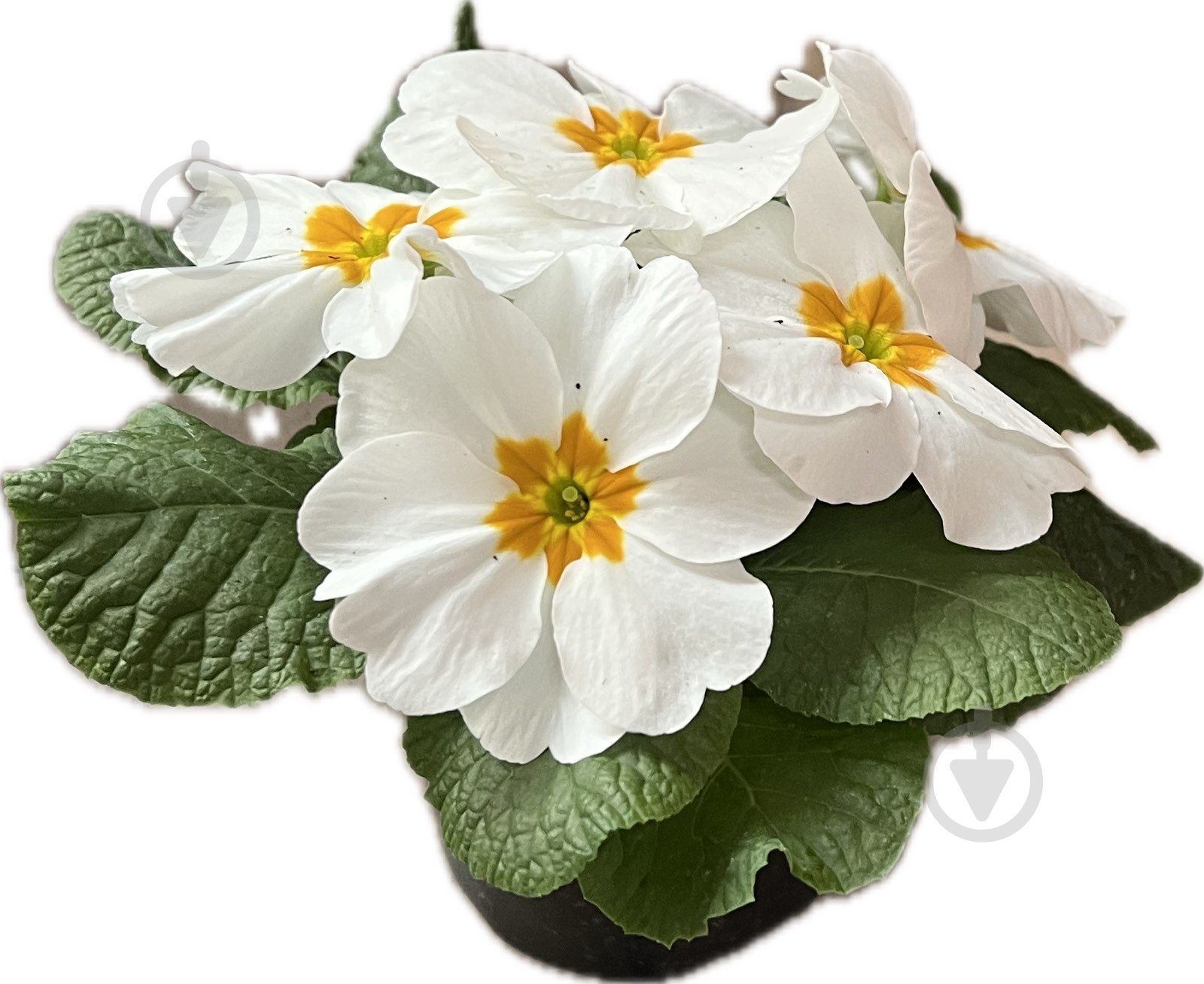 Растение комнатное Примула вульгарис - фото 4