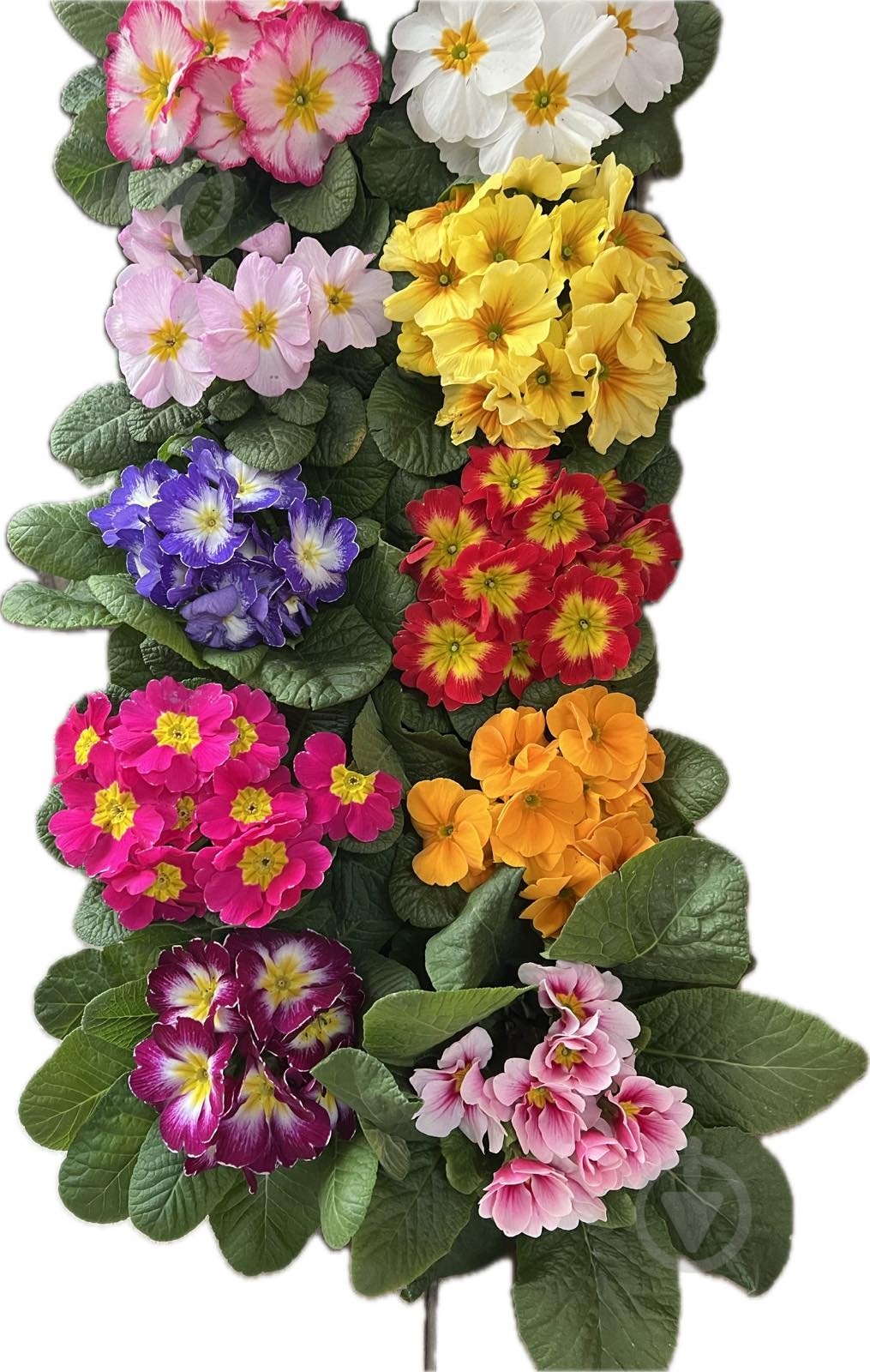 Растение комнатное Примула вульгарис - фото 1