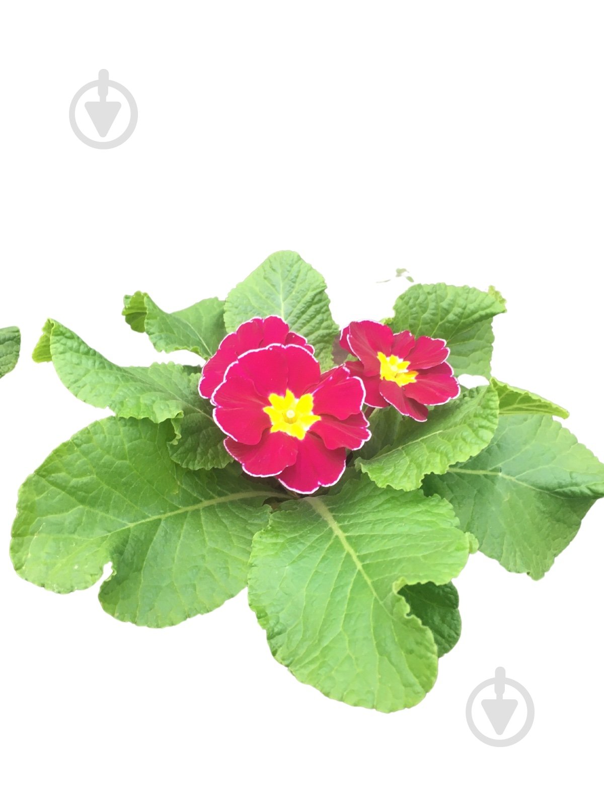 Растение комнатное Примула вульгарис - фото 8