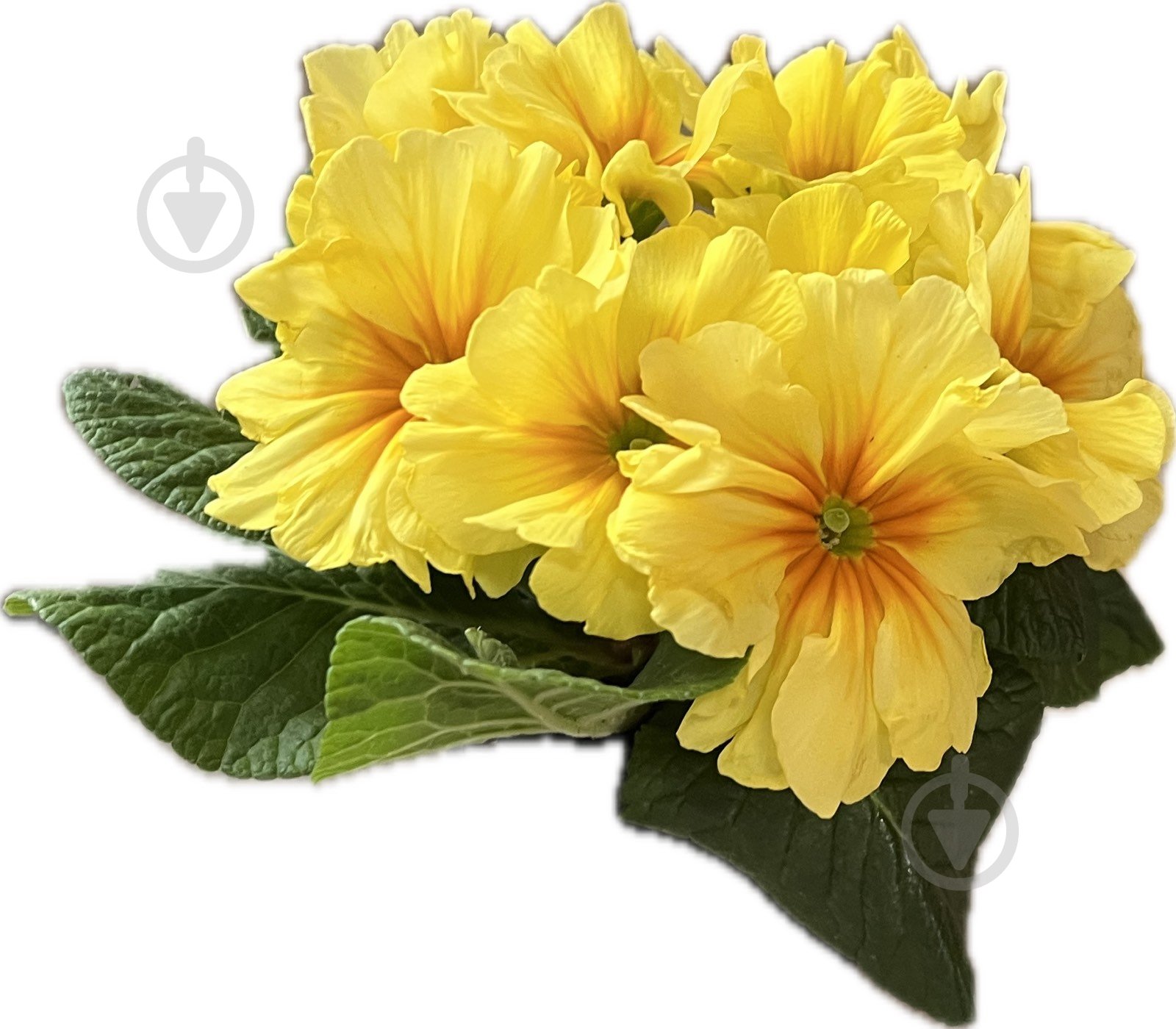 Растение комнатное Примула вульгарис - фото 2