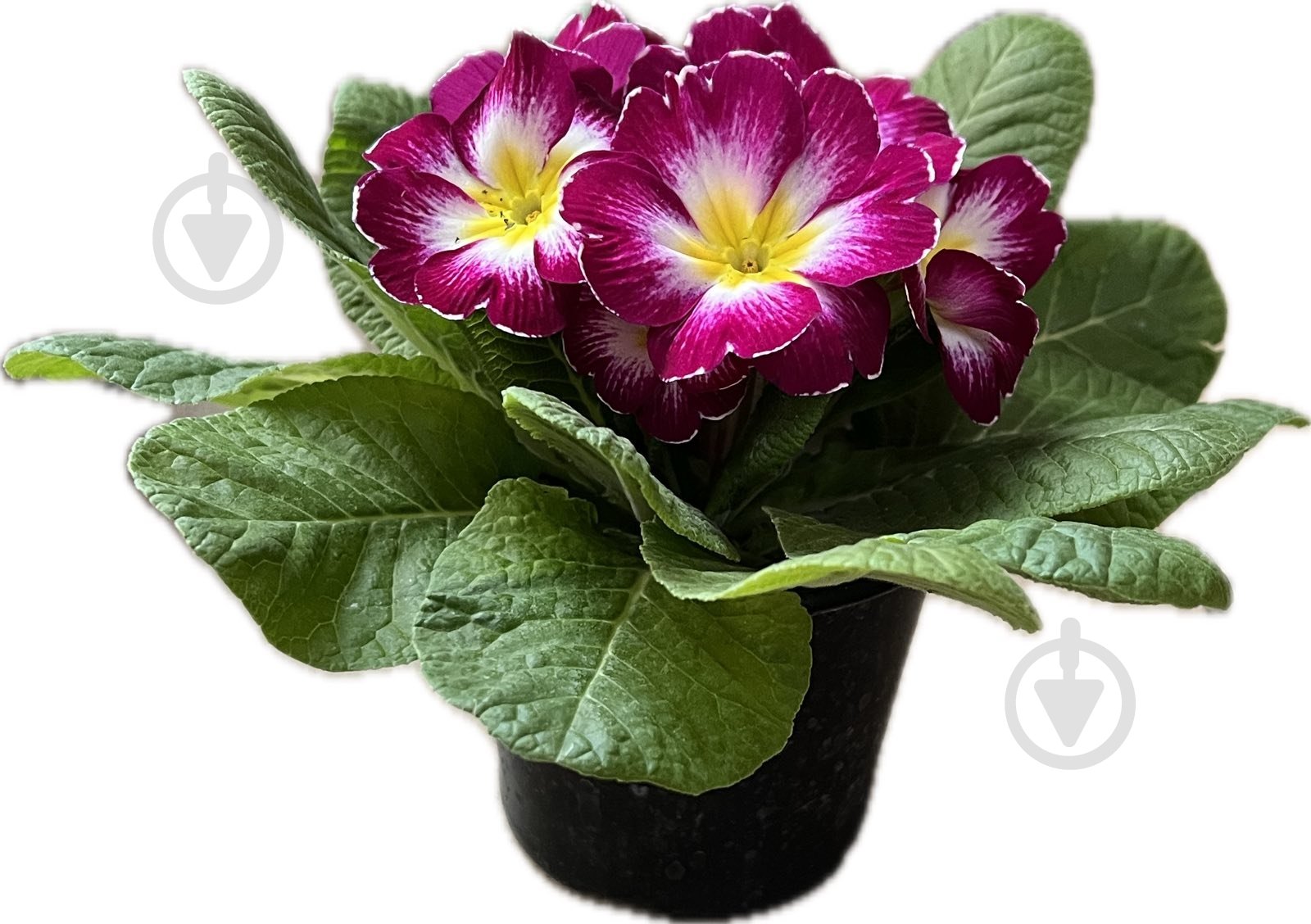 Растение комнатное Примула вульгарис - фото 3