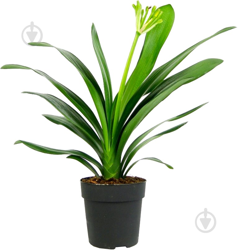 Растение Кливия 13х40 - фото 1