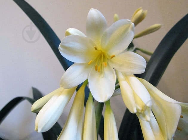 Растение Кливия 13х40 - фото 2