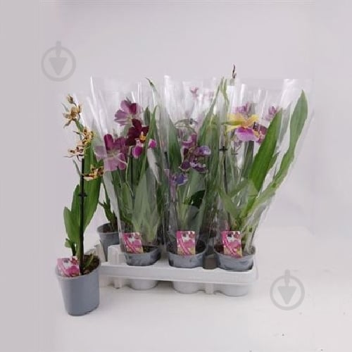 Растение Орхидеи 9*25 микс - фото 1