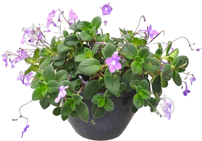 Растение Стрептокарпус 13х20 Saxorum - фото 1