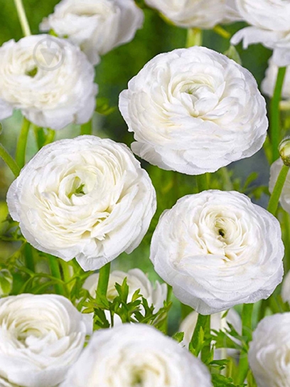 Корнеклубень TUBERBULB Export B.V. лютика белого 5 шт. - фото 1 Корнеклубень TUBERBULB Export B.V. лютика белого 5 шт. - фото 1