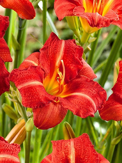 Кореневище Heemskerk Vasteplanten B.V. лілійника Ред Рам 1 шт. - фото 1 Кореневище Heemskerk Vasteplanten B.V. лілійника Ред Рам 1 шт. - фото 1