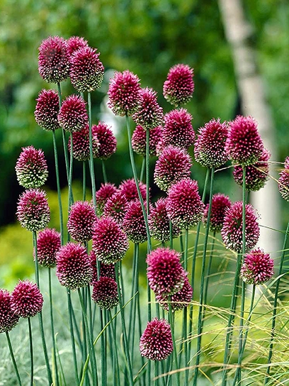 Луковица TUBERBULB Export B.V. лука декоративного Сфаеросефалон 7 шт. - фото 1 Луковица TUBERBULB Export B.V. лука декоративного Сфаеросефалон 7 шт. - фото 1