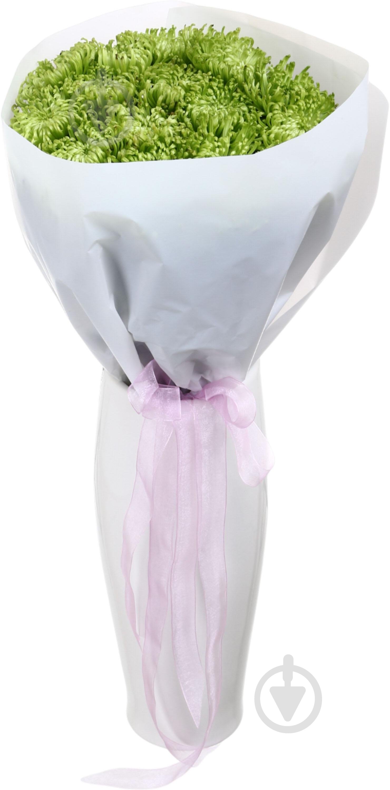 Хризантема Anastasia Green одноголовая спайдер зеленая (Нидерланды) - фото 2 Хризантема Anastasia Green одноголовая спайдер зеленая (Нидерланды) - фото 2