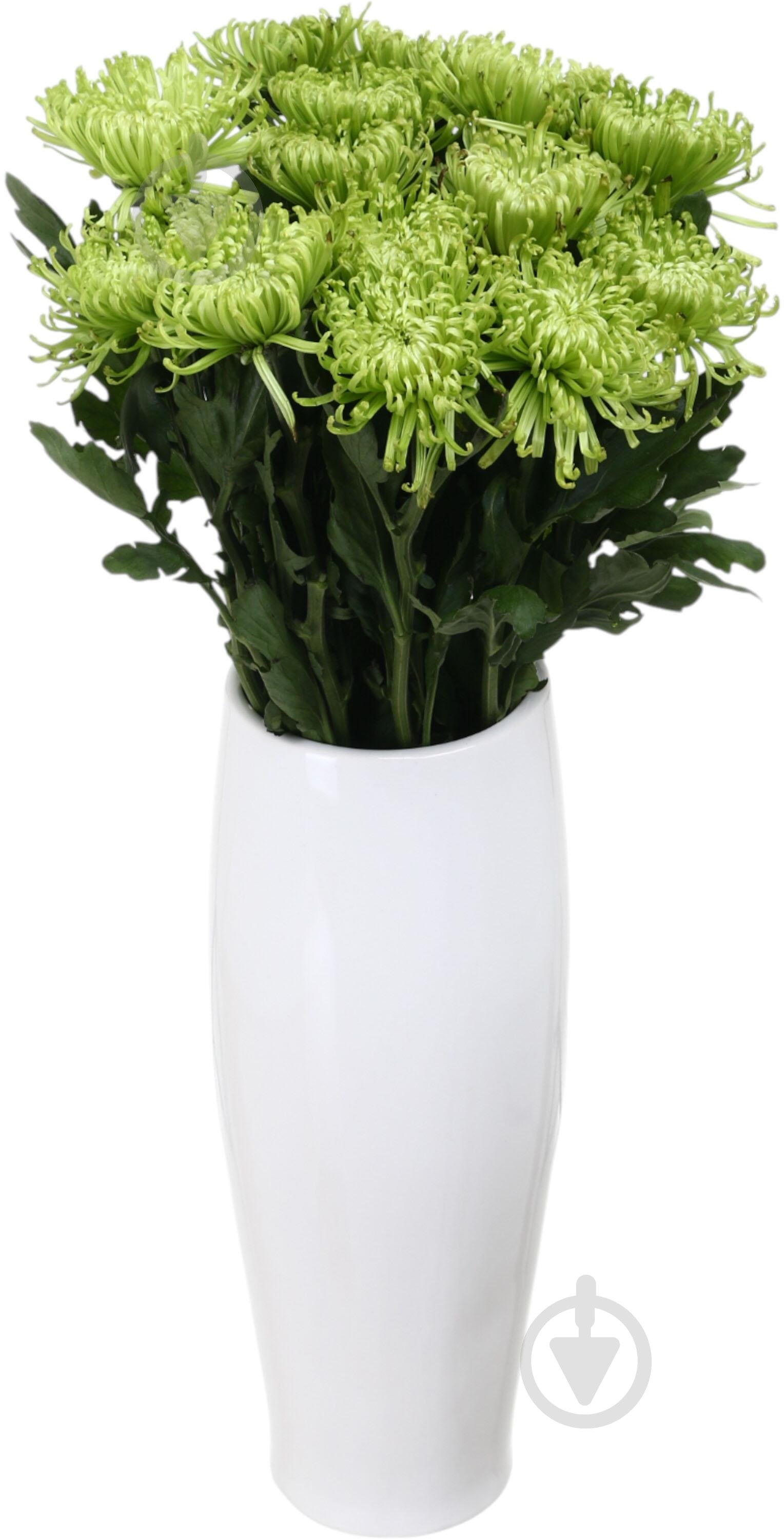 Хризантема Anastasia Green одноголовая спайдер зеленая (Нидерланды) - фото 3 Хризантема Anastasia Green одноголовая спайдер зеленая (Нидерланды) - фото 3