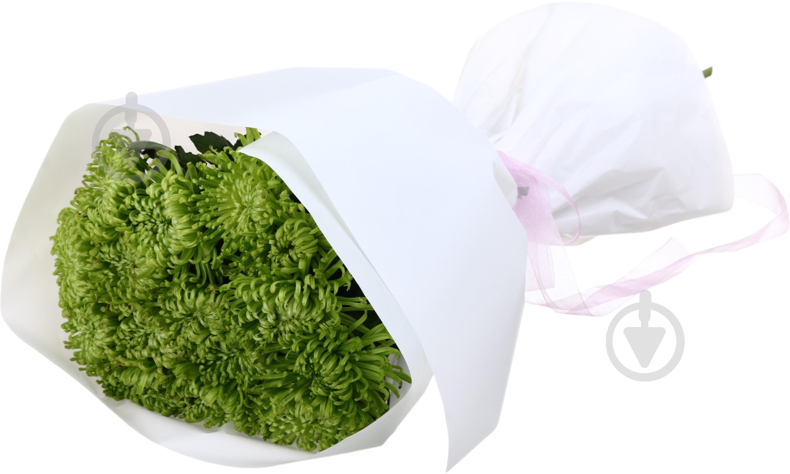 Хризантема Anastasia Green одноголовая спайдер зеленая (Нидерланды) - фото 4 Хризантема Anastasia Green одноголовая спайдер зеленая (Нидерланды) - фото 4