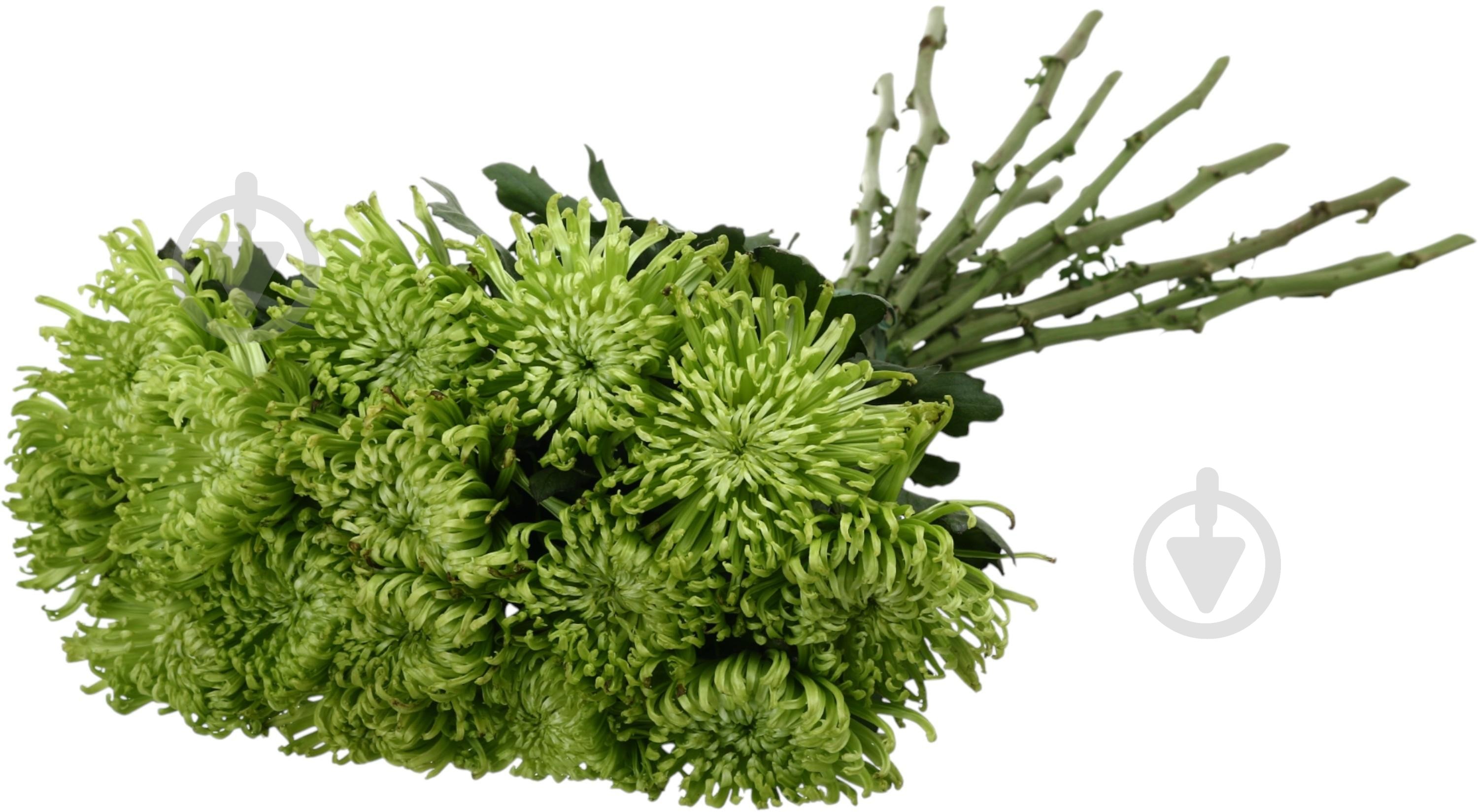 Хризантема Anastasia Green одноголовая спайдер зеленая (Нидерланды) - фото 5 Хризантема Anastasia Green одноголовая спайдер зеленая (Нидерланды) - фото 5