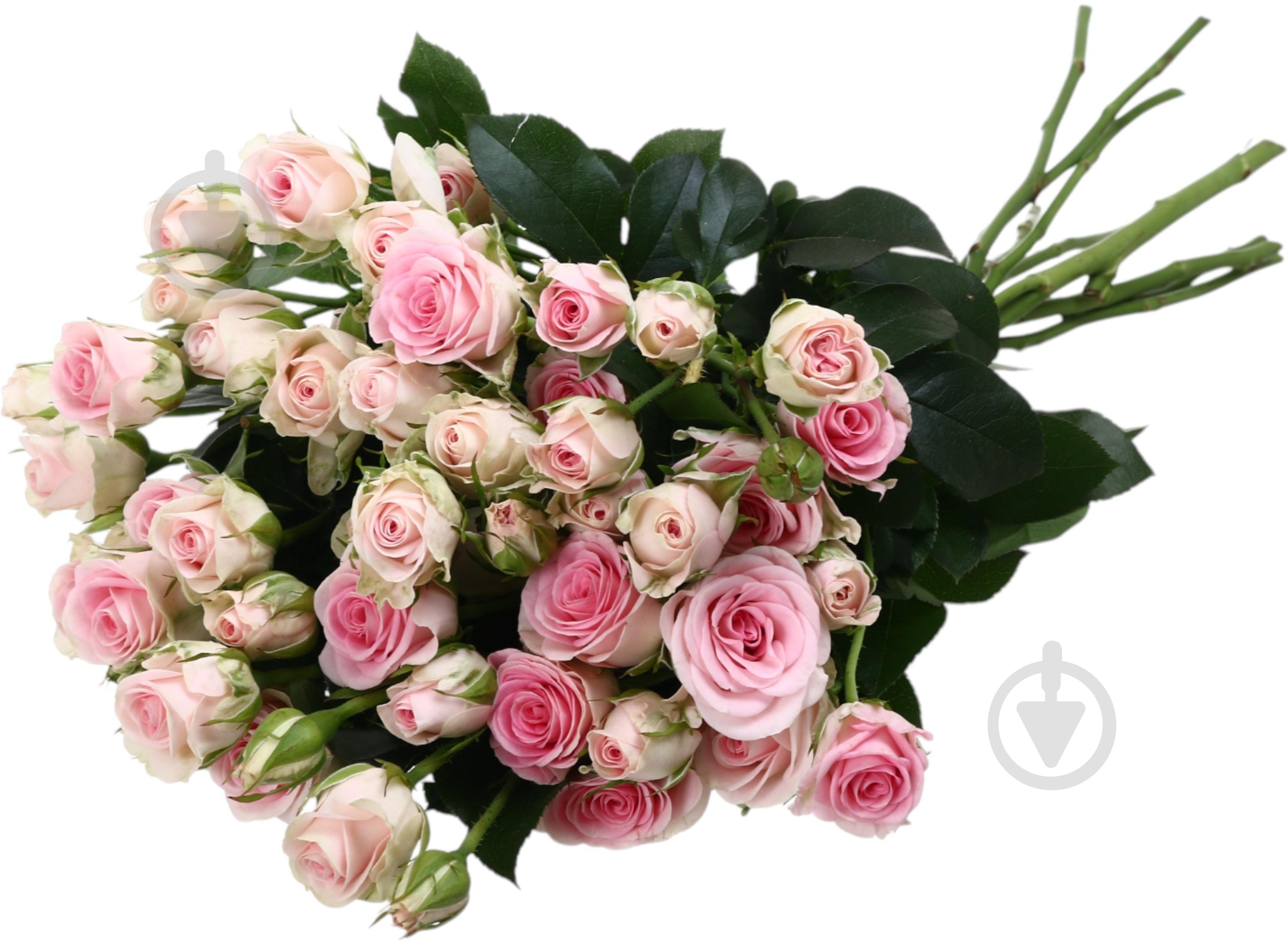 Троянда Гуд Муд пучок піоновидна 45 см рожева (Україна) - фото 5