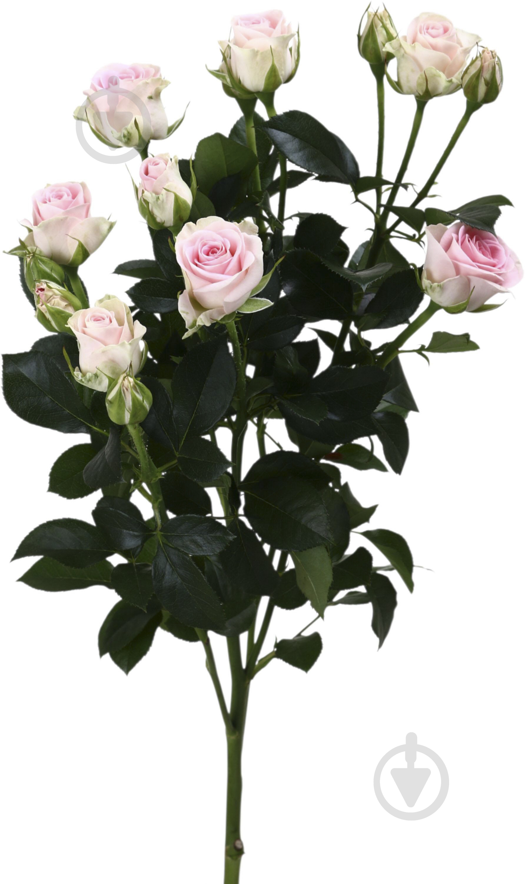 Троянда Гуд Муд пучок піоновидна 45 см рожева (Україна) - фото 1