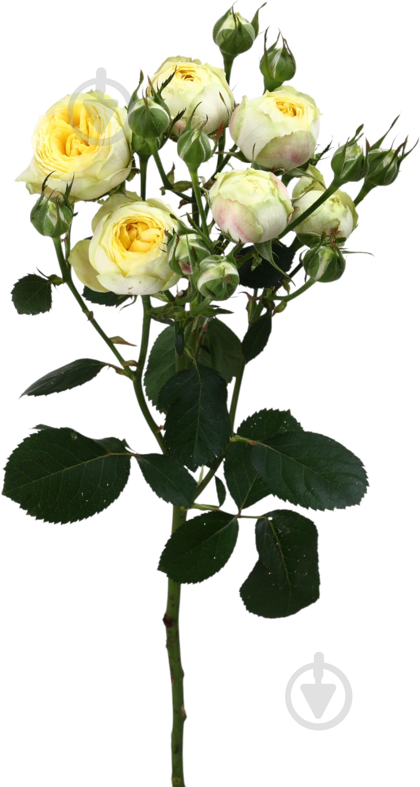 Троянда Лемон Трендсетер пучок піоновидна 50 см жовта (Україна) - фото 1