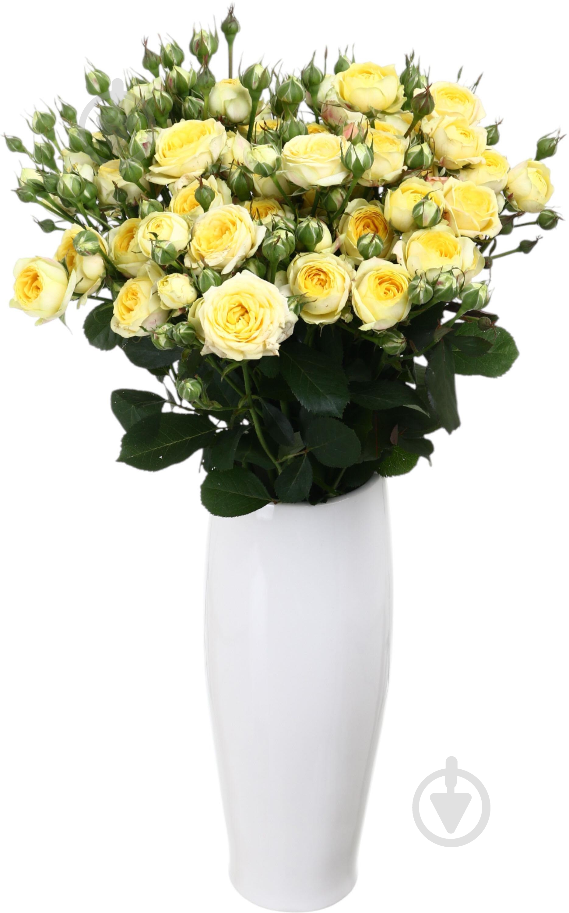Троянда Лемон Трендсетер пучок піоновидна 50 см жовта (Україна) - фото 3
