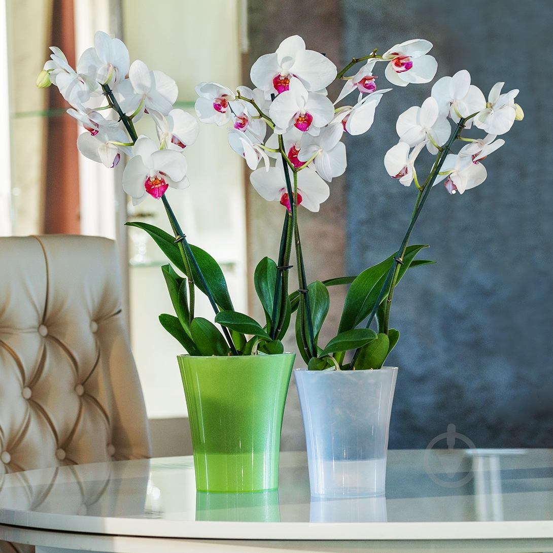 Вазон пластик Arte-Dea круглый зеленое яблоко 1,25 л Santino (2017048) - фото 3 Вазон пластик Arte-Dea круглый зеленое яблоко 1,25 л Santino (2017048) - фото 3