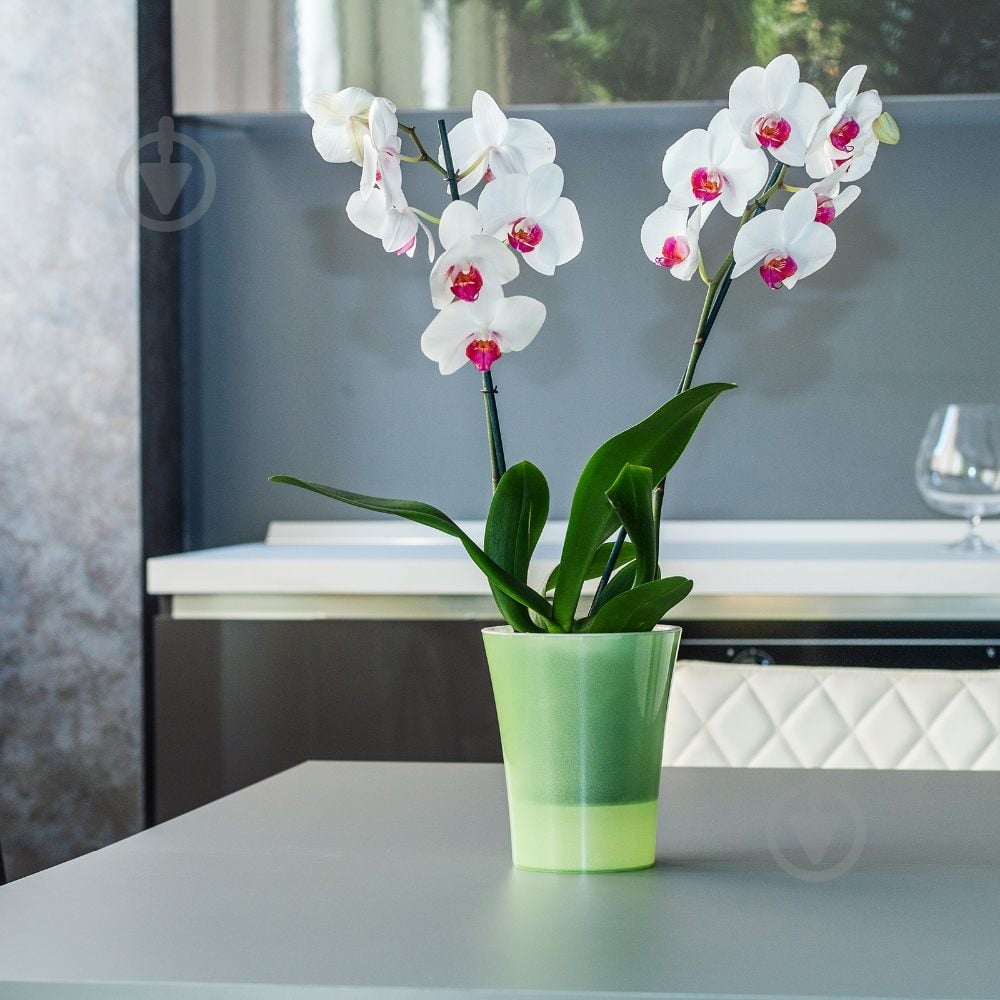 Вазон пластик Arte-Dea круглый зеленое яблоко 1,25 л Santino (2017048) - фото 7 Вазон пластик Arte-Dea круглый зеленое яблоко 1,25 л Santino (2017048) - фото 7