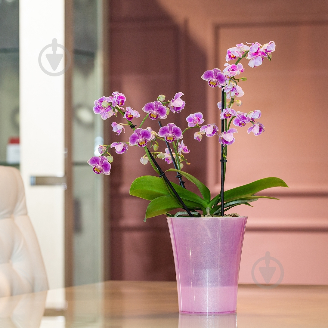 Вазон пластик Arte-Dea круглый лотос 2 л Santino (2017079) - фото 3 Вазон пластик Arte-Dea круглый лотос 2 л Santino (2017079) - фото 3