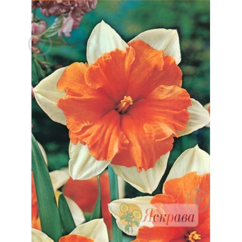 Цибулина Яскрава Нарцис подвійна корона Orangery 2 шт. - фото 1