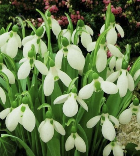 Луковица Яскрава Подснежники Белые 5 шт. - фото 1