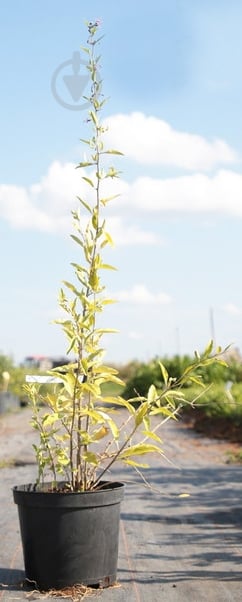 Саженец Годжи (5 л) - фото 1 Саженец Годжи (5 л) - фото 1